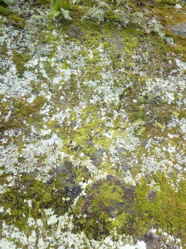 Image of Metzgeria crassipilis by no rights reserved