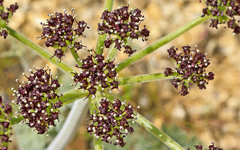 Lomatium mohavense