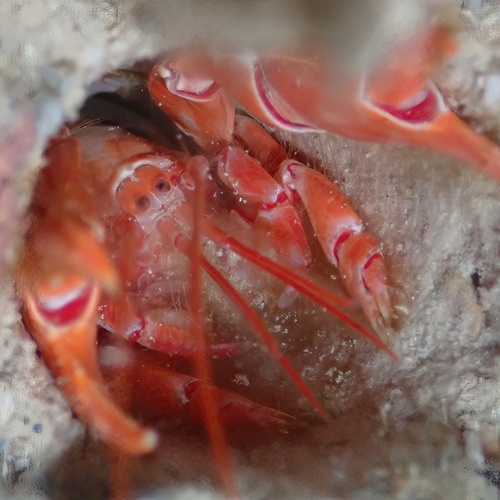 Corallianassa oahuensis, 2025-04-25
