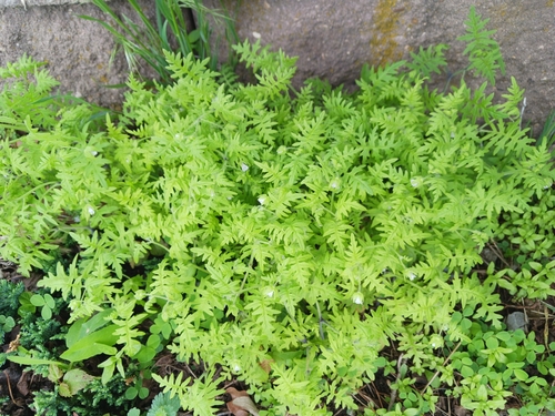 Image of Ellisia nyctelea by (c) eeyipes, some rights reserved (CC BY)