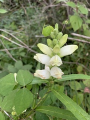 Chelone glabra
