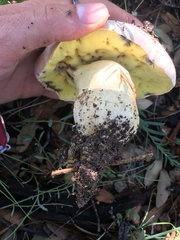 Butyriboletus pulchriceps
