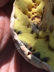 Butyriboletus pulchriceps