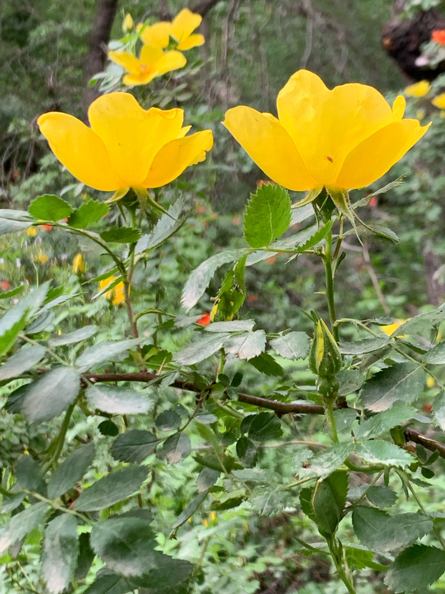 Imagem de Rosa-amarela