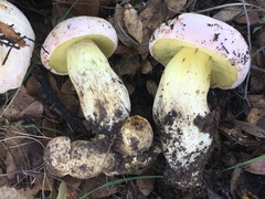 Butyriboletus pulchriceps