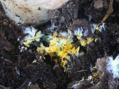 Butyriboletus pulchriceps