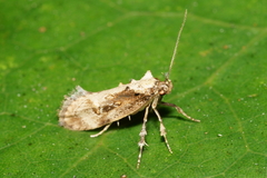 Atomotricha isogama