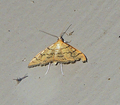 Anania labeculalis