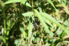 Eremnophila