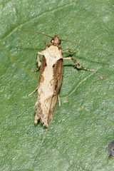 Atomotricha isogama