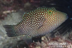 Canthigaster janthinoptera