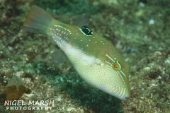 Canthigaster bennetti