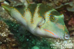 Canthigaster axiologus