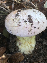 Butyriboletus pulchriceps