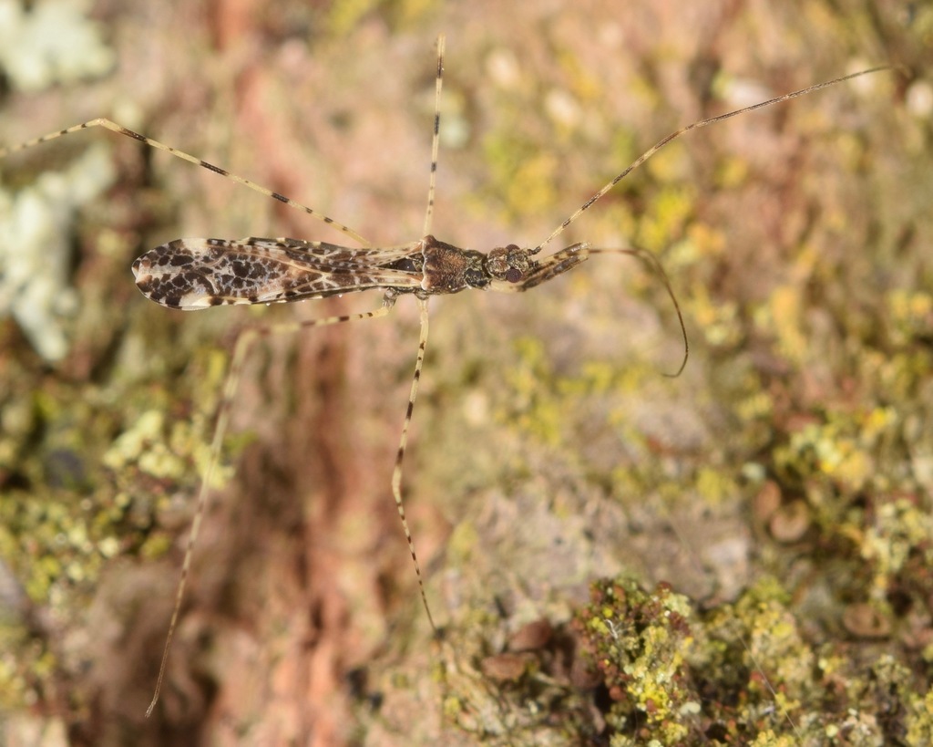 Empicoris errabundus
