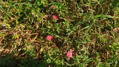 Portulaca amilis