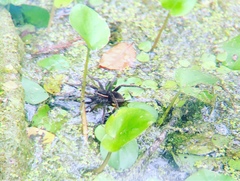 Dolomedes triton