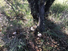 Butyriboletus pulchriceps