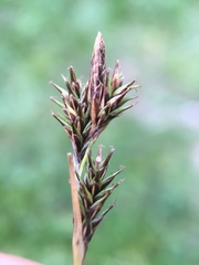 Carex luzulina