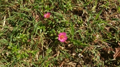 Portulaca amilis
