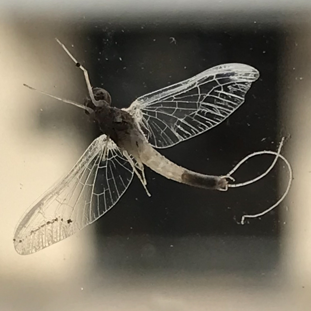 Plauditus punctiventris