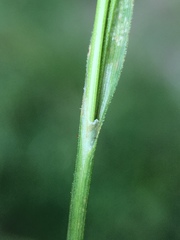 Carex luzulina