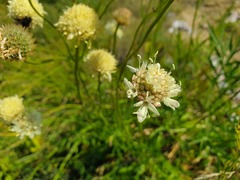 Cephalaria