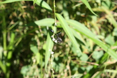 Eremnophila