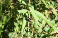 Eremnophila