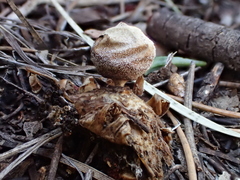 Geastrum minimum