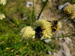 Cephalaria