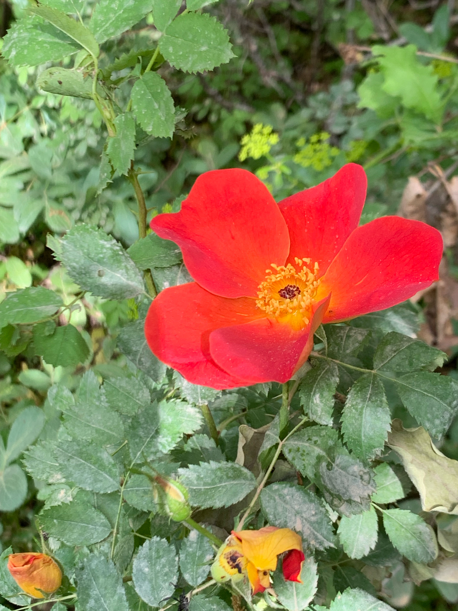 Imagem de Rosa-amarela