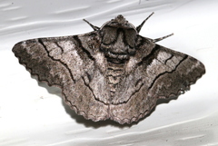 Hypobapta diffundens