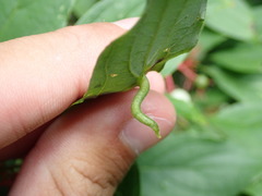 Craneiobia tuba