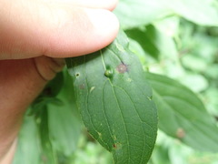 Craneiobia tuba