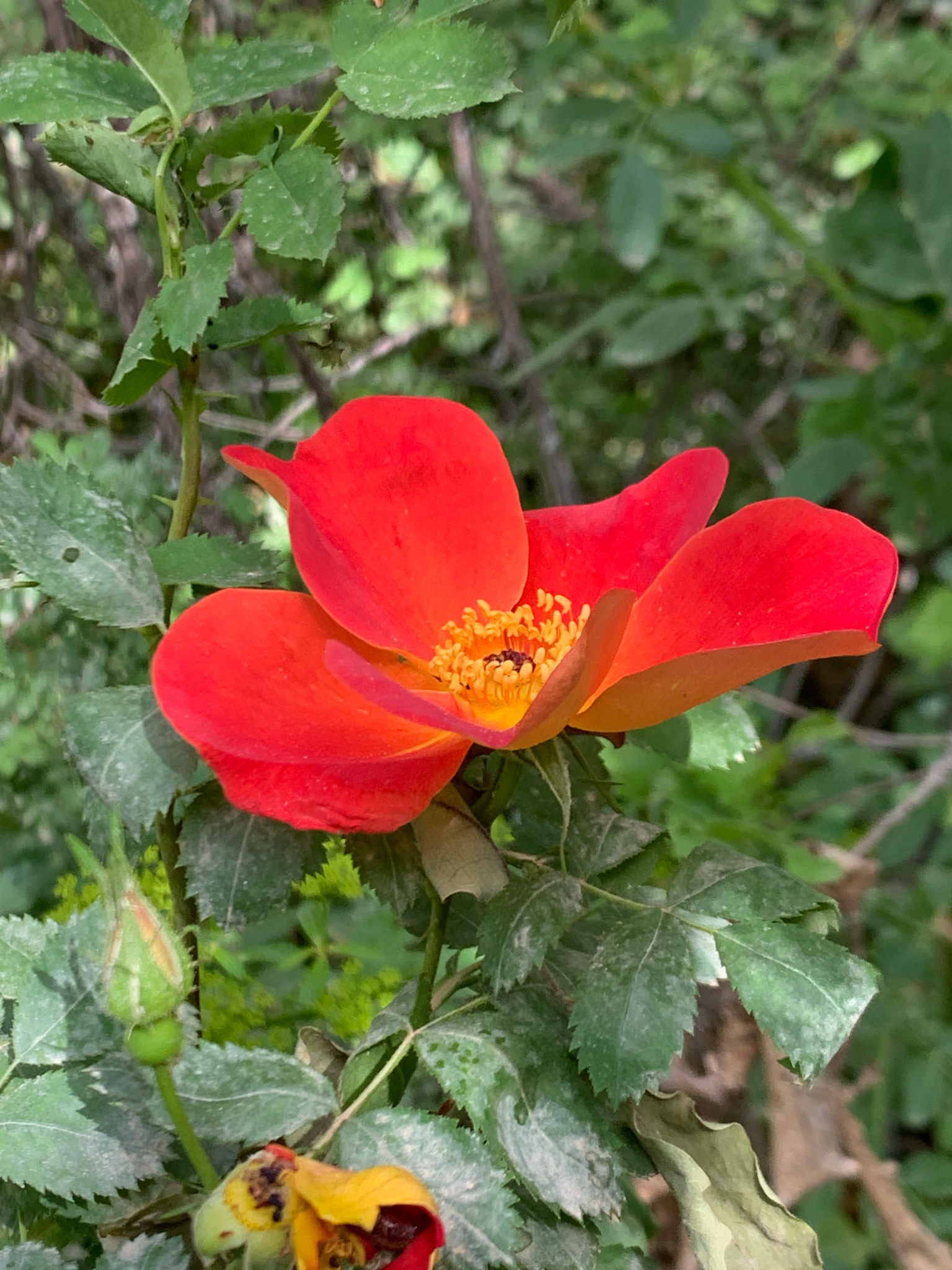 Imagem de Rosa-amarela