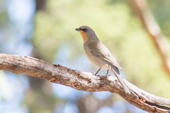Pachycephala inornata