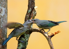 Sayaca Tanager photo 6
