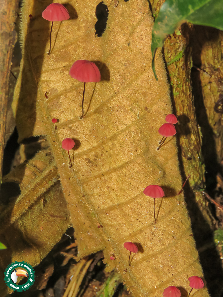 Marasmius haematocephalus · April 2025 · photo: © diogoluiz (iNaturalist, cc-by)