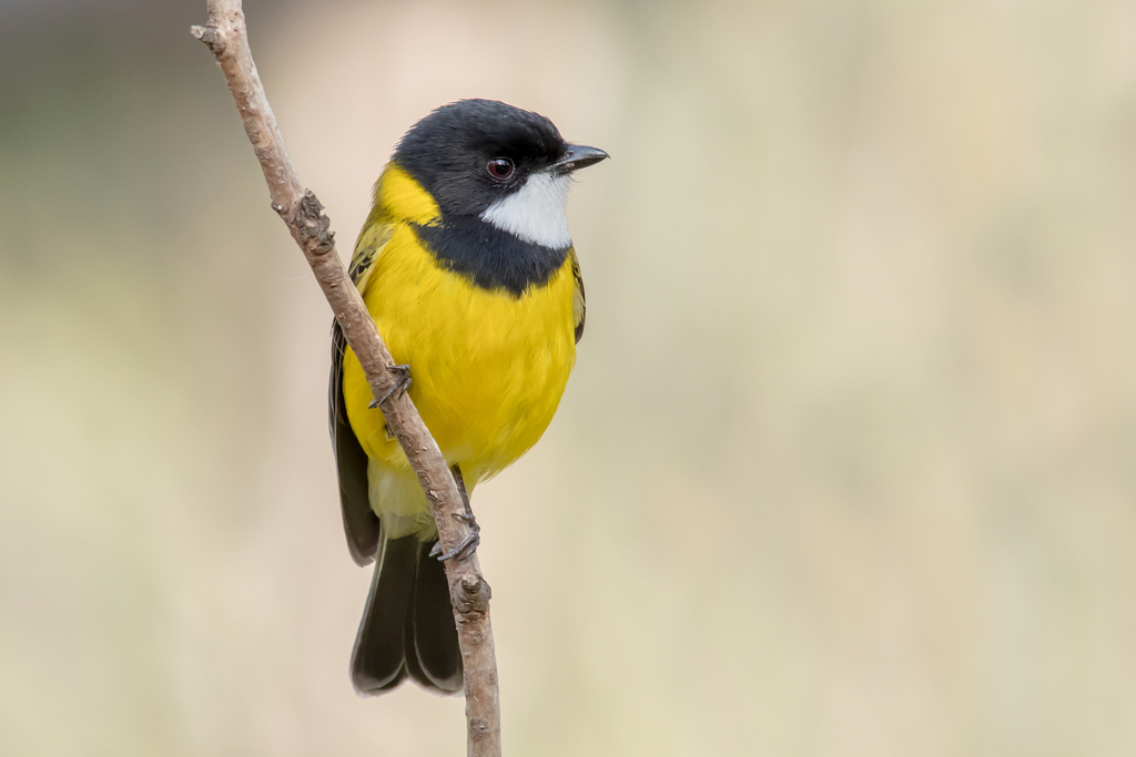 Australian Golden Whistler
