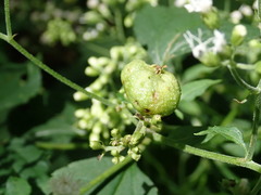 Schizomyia eupatoriflorae