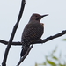 photo of Northern Flicker (Colaptes auratus)