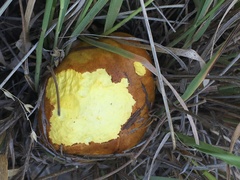 Boletus holoxanthus