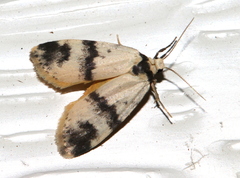 Thallarcha sparsana