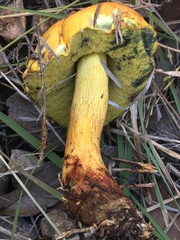 Boletus holoxanthus