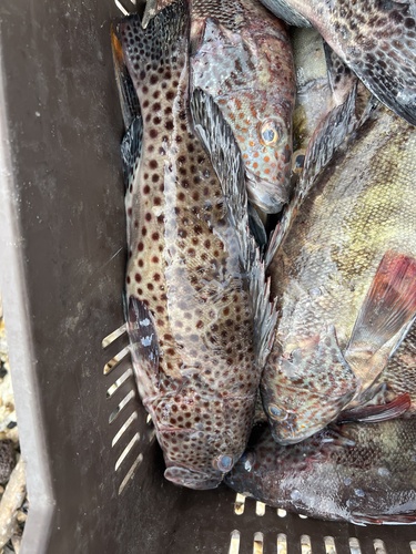 Cabrilla (Epinephelus analogus) — Serranidae — 3
