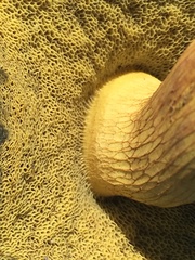 Boletus holoxanthus