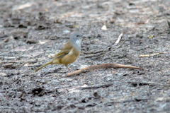 Pachycephala olivacea