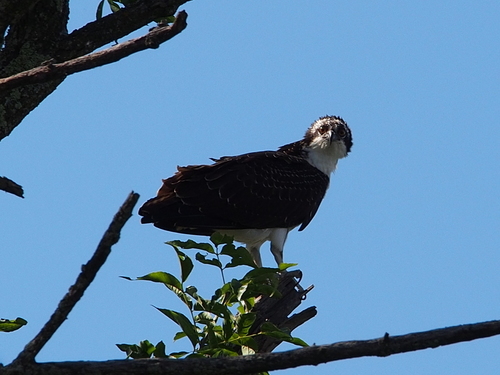 photo of Osprey (Pandion haliaetus)