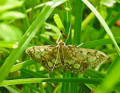Anania coronata